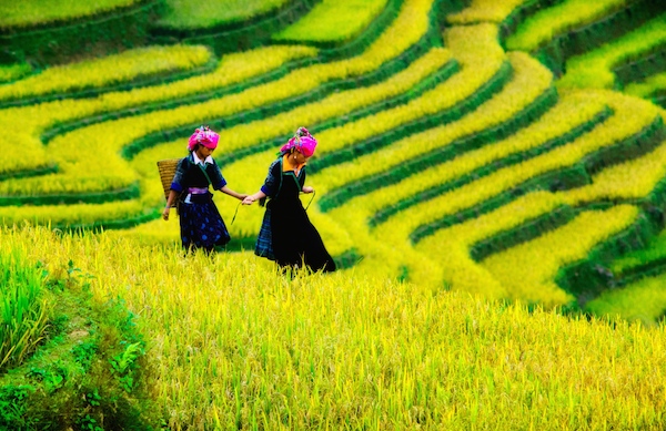 SAFFRON Sapa, Vietnam by Cristal Tran taller 600px