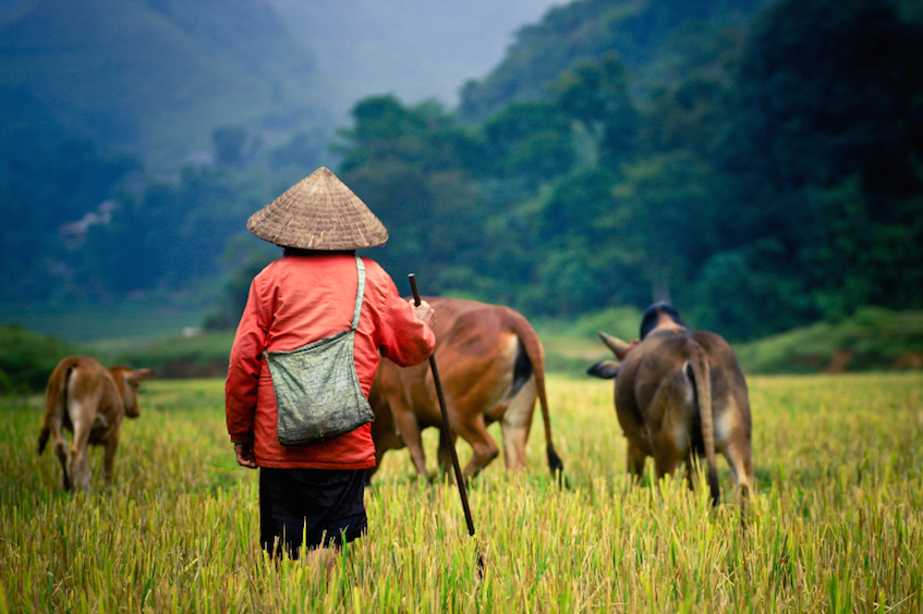 Saffron Interview Vietnam Man with buffallo by pirjek 847px