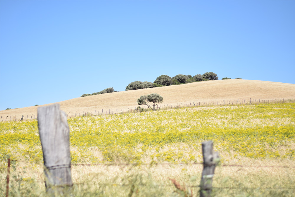 Image of the beautiful countryside near Vejer de la Frontera, Spain.