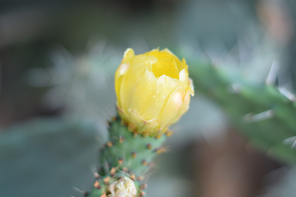 Photo of a cactus flower on a farm in Mallorca Spain