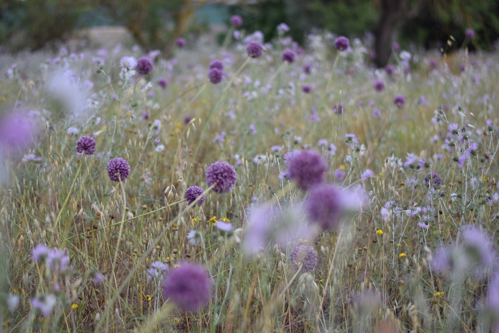 Photo of a field of flowers in Mallorca Spain