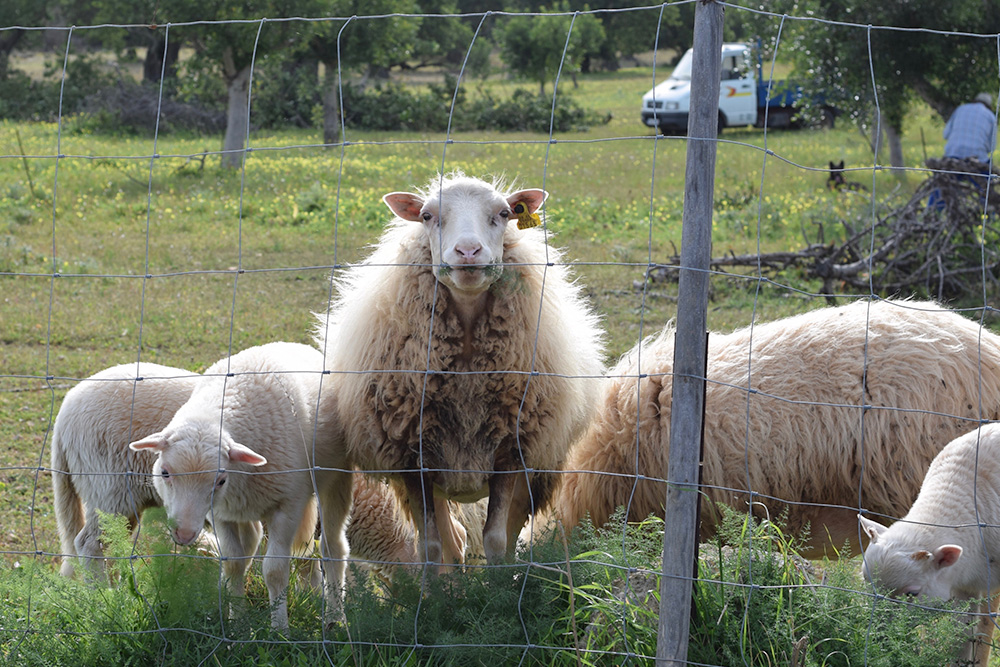 Photo of sheep on a farm in Mallorca Spain