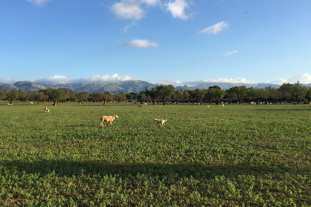 Photo of a field of sheep in Mallorca Spain