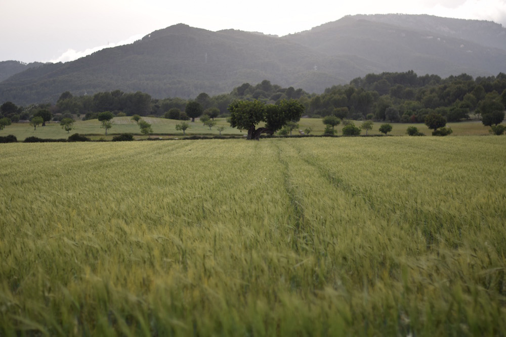 Photo of a field in Establiments in Mallorca Spain