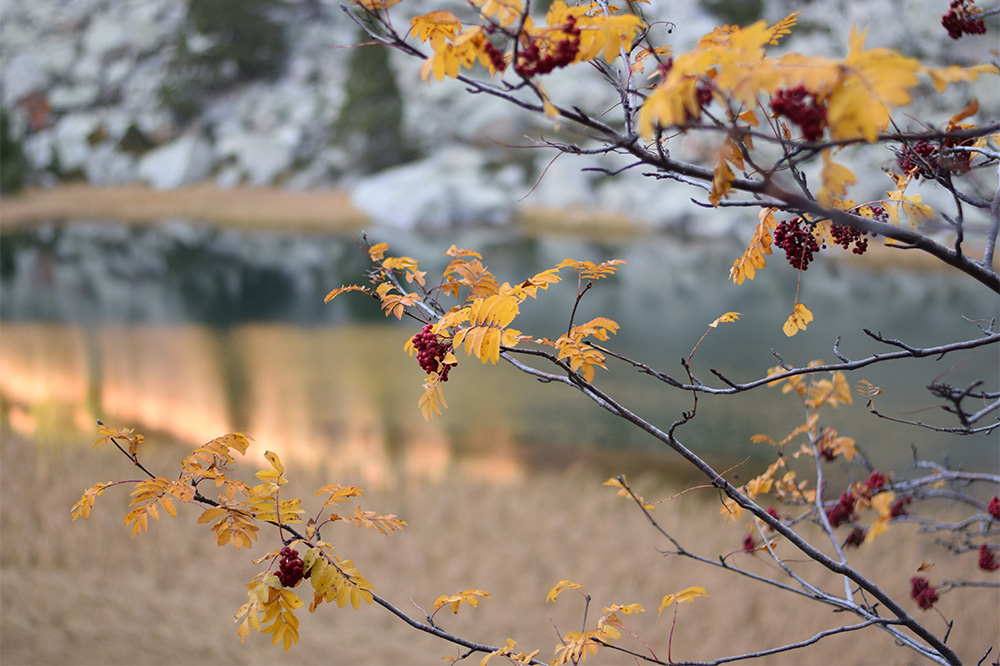 Photo of beautiful yellow autumn leaves and red berries on a tree in the Pyrenees.