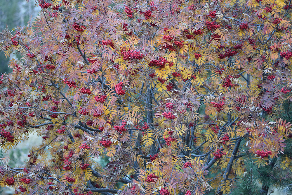 Photo of the an autumn tree in the Pyrenees full of red berries and yellow and pink leaves.