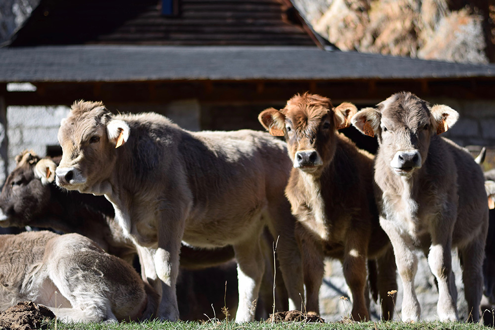 Photo of 5 cows in front of an old stone house in the Spanish Pyrenees near Espot, Spain.