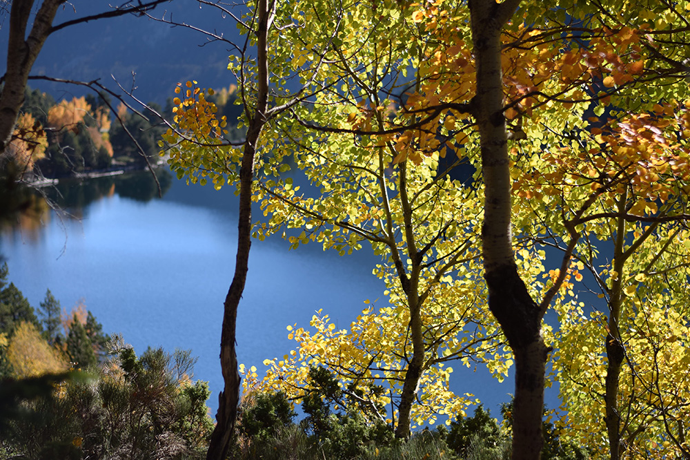 Photo of yellow, green and gold autumn leaves with a lake in the background in the Spanish Pyrenees.