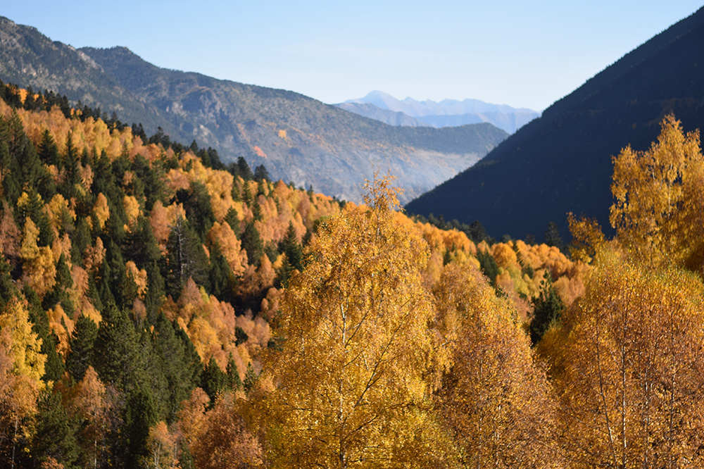 Photo of autumn foliage in the Spanish Pyrenees near Espot, Spain.