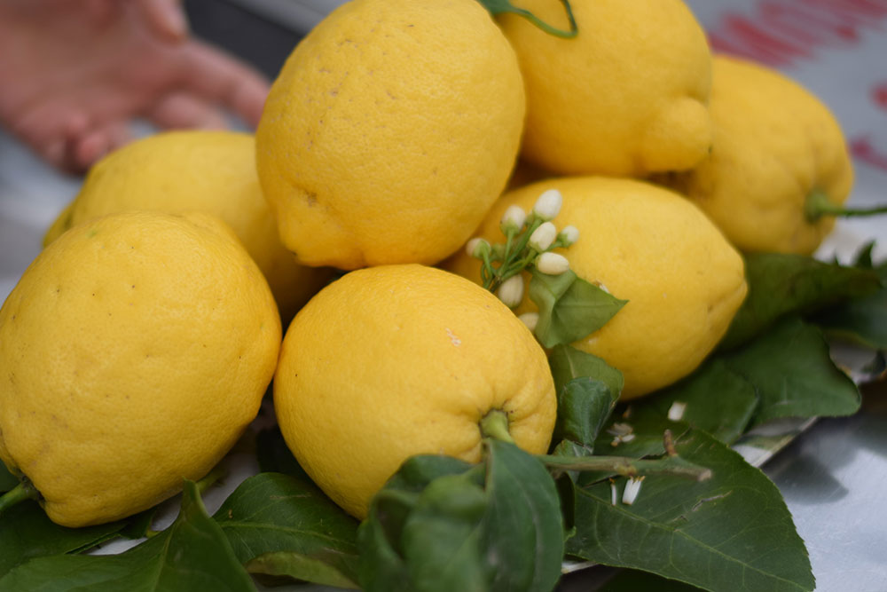 Photos of ripe lemons in Positano, Italy.