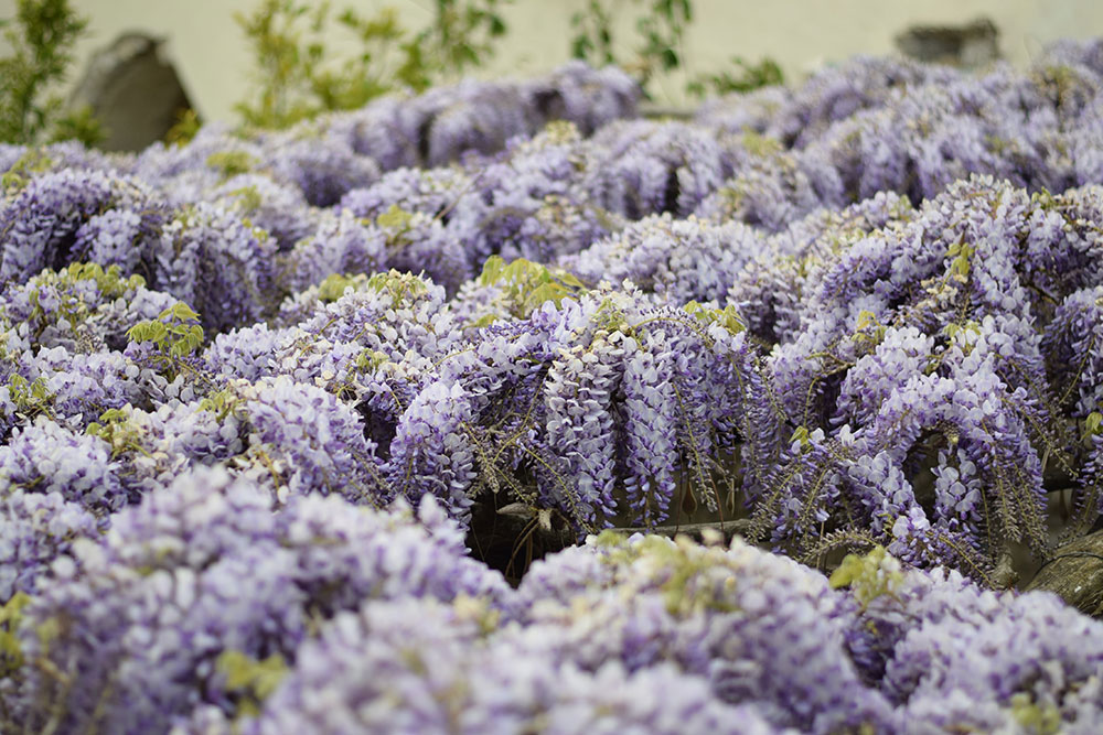 Photo of wisteria in bloom in Ravello, Italy.