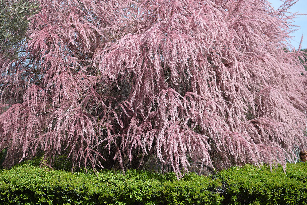 A stunning, large tree blooming with pink flowers at Finca Son Mico in Mallorca, Spain.