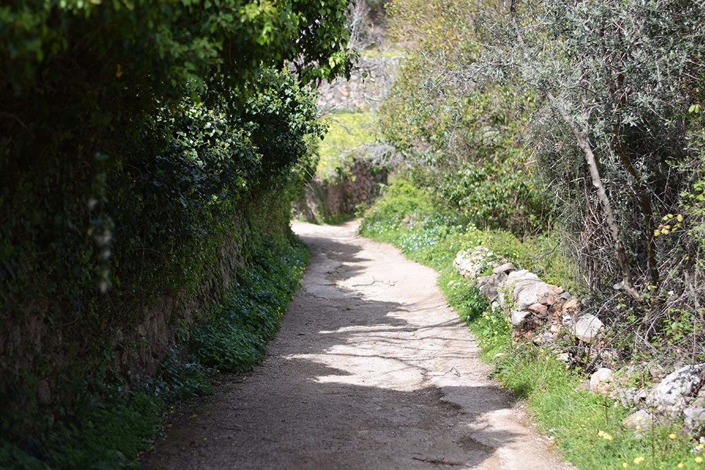 A dirt path lined with trees, grass, wildflowers and stone leading to Finca Son Mico in Mallorca, Spain.