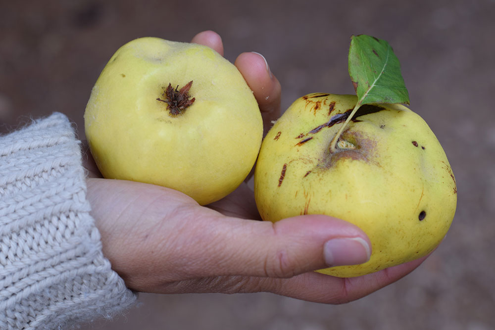 Photograph of two quince fruits at the Santa Maria market in Mallorca, Spain.