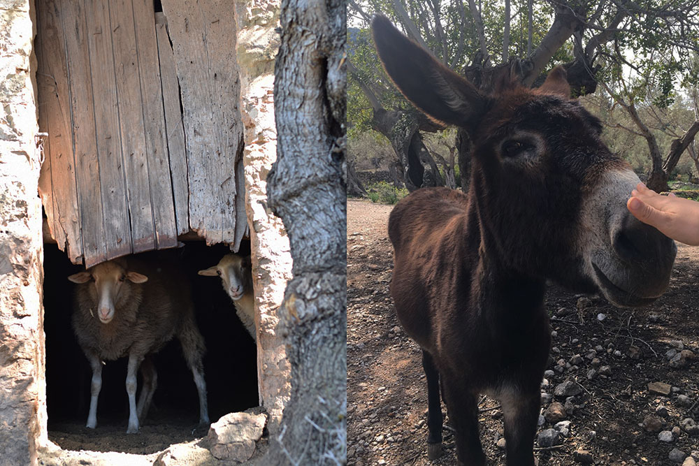 A photo of two sheep peeking out of a barn and a donkey that we met on the trail to Finca Son Mico in Mallorca, Spain.