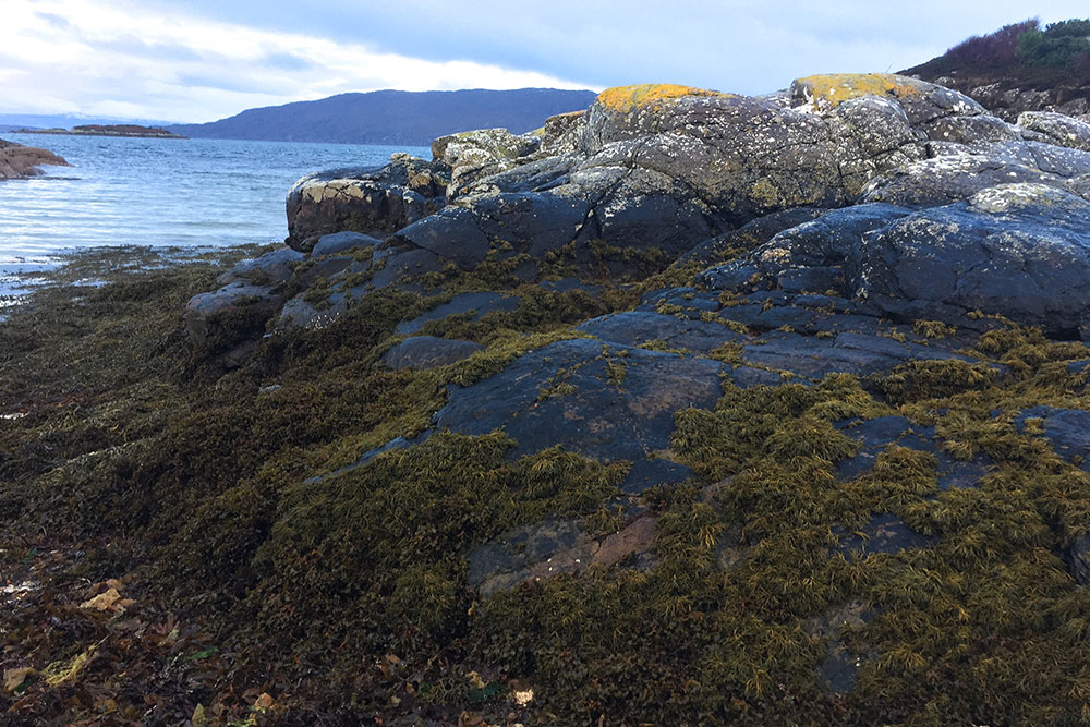 Photo of large stones covered in plants at the water's edge, on a loch in Plockton, Scotland.