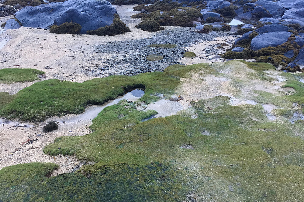 Photo of moss growing on a sandy beach.