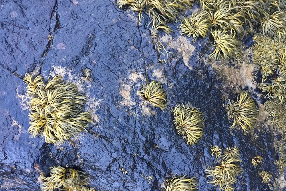 Photo of plant life growing on wet stones.