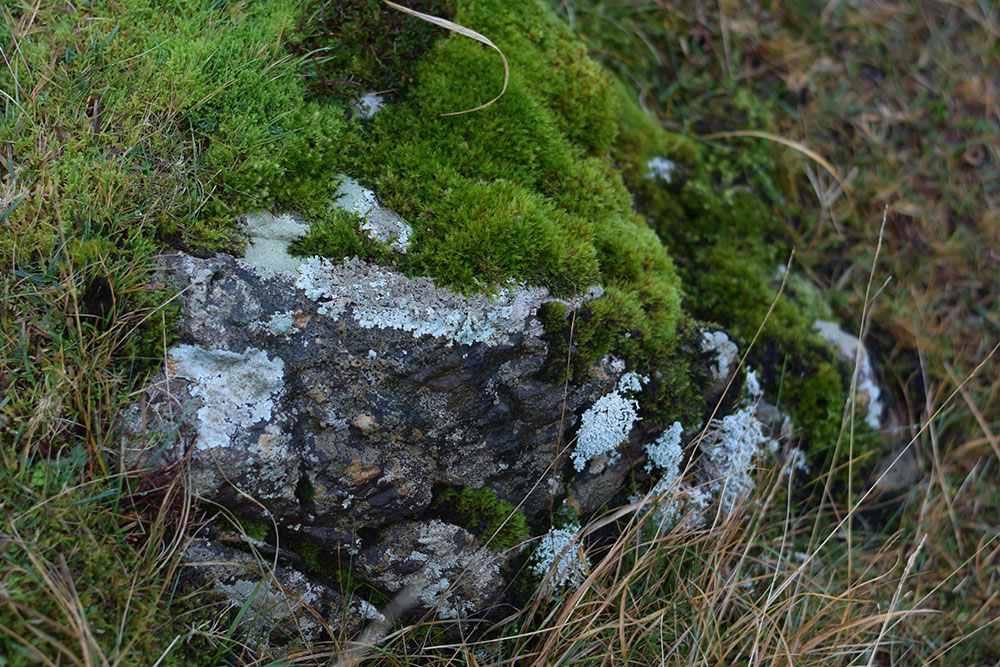 Detail photo of moss, wild grasses and rock.