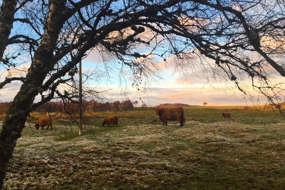 Photo of highland cows in a snowy field in Scotland.