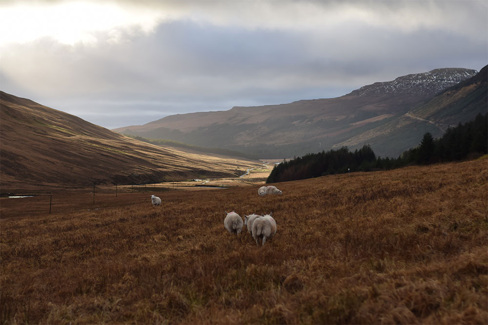 Sheep in a field on the Isle of Skye, in Scotland.