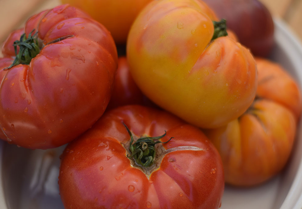 Photo of ripe summer tomatoes, red and yellow.